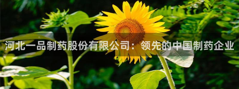 九游会老哥俱乐部论坛版：河北一品制药股份有限公司：领先的中国制药企业